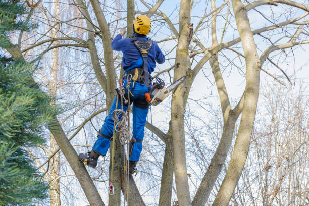 Best Tree Removal  in Cle Elum, WA